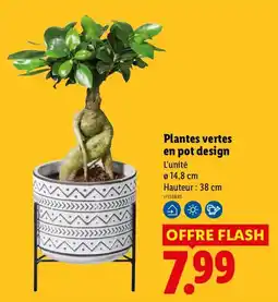 Lidl Plantes vertes en pot design offre