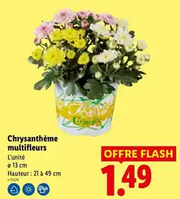 Lidl Festival Colours Chrysanthème multifleurs offre
