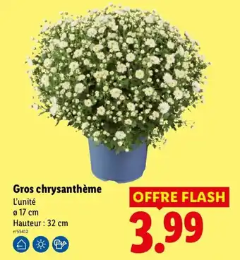 Lidl Gros chrysanthème offre