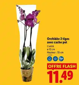 Lidl Orchidée 2 tiges avec cache pot offre
