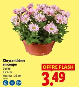 Lidl Chrysanthème en coupe offre