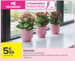 Carrefour Kalanchoe offre
