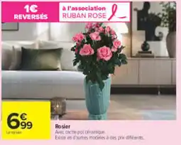 Carrefour Ruban Rose Rosier offre
