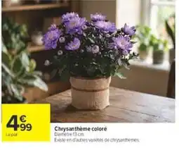 Carrefour Lepot Chrysanthème coloré offre