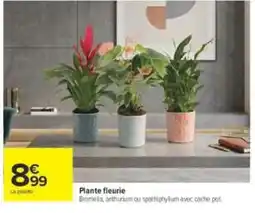 Carrefour Plante fleurie offre