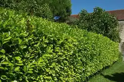 Gamm vert Laurier palme offre