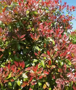 Gamm vert Ecloz photinia carré rouge ecloz offre