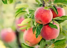 Gamm vert Invivo nous on sème fruitier en forme gobelet invivo nous on sème offre