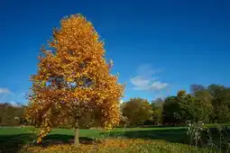 Gamm vert Arbre baliveau en collection offre