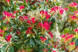 Gamm vert Ecloz pieris du japon ecloz offre