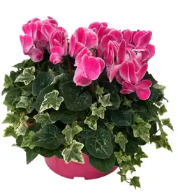 Gamm vert Composition de lierres et de cyclamens offre