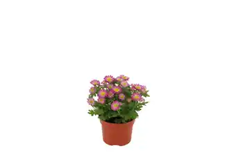 Chrysanthème swifty