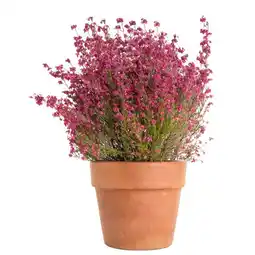 Gamm vert Erica gracilis offre