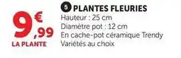 Super U Plantes fleuries offre