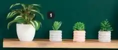 Super U Pot de fleurs offre