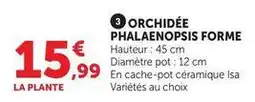 Super U Orchidée phalaenopsis forme offre