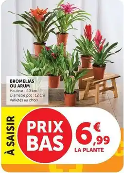 Hyper U Bromelias ou arum offre