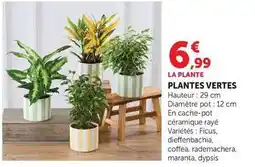 Hyper U Plantes vertes offre