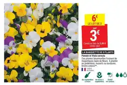 Gamm vert Pensée et Viola cornuta offre
