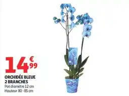 Auchan Magic Blue Orchidée Bleue offre
