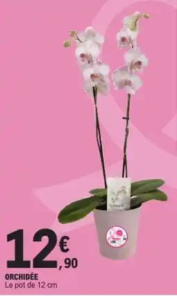 E.Leclerc Aphrodite Orchidée offre