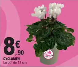 E.Leclerc CYCLAMEN offre