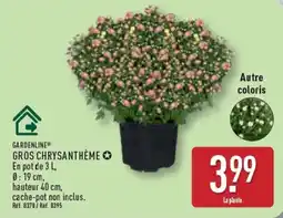 ALDI GARDENLINE GROS CHRYSANTHÈME offre