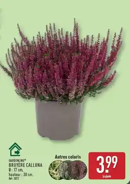 ALDI GARDENLINE BRUYÈRE CALLUNA offre