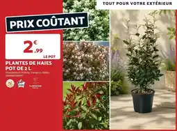 Bricomarché Plantation - plantes de haies pot de 2 l offre