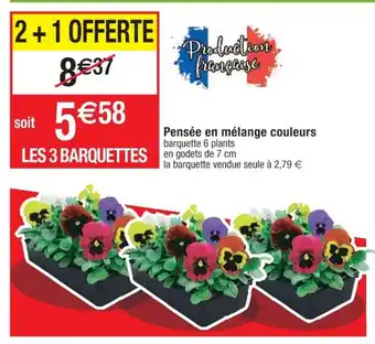 Pensée En Mélange Couleurs