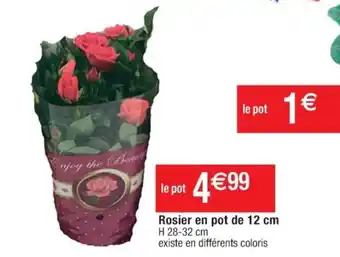 Cora x Carrefour Rosier En Pot De 12 cm offre