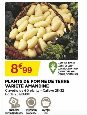 Plants De Pomme De Terre Variété Amandine