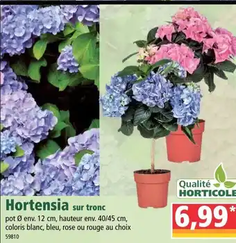 Norma Hortensia offre