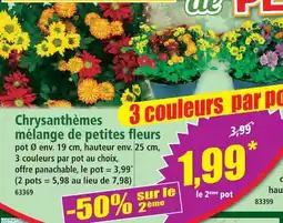 Norma Chrysanthèmes mélange de petites fleurs offre