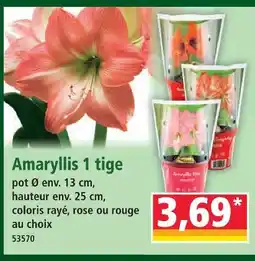 Norma Amaryllis 1 tige offre