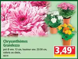 Norma Chrysanthèmes grandezza offre
