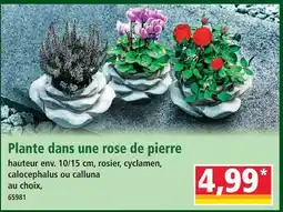 Norma Plante dans une rose de pierre offre