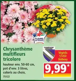 Norma Chrysanthème multifleurs tricolore offre