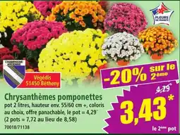 Norma Végédis Chrysanthèmes pomponettes offre