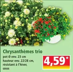 Norma Chrysanthèmes trio offre