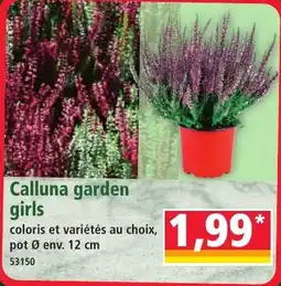 Norma Calluna garden girls offre