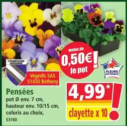 Norma Végédís SAS Pensées offre