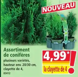 Norma Assortiment de conifères offre