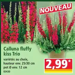 Norma Calluna fluffy kiss Trio offre