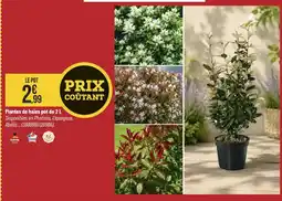 Bricorama Plantes de haies offre
