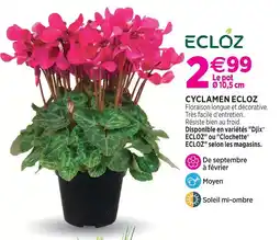 Delbard Ecloz cyclamen ecloz offre