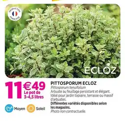 Delbard Ecloz pittosporum ecloz offre