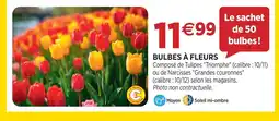Delbard Bulbes à fleurs offre