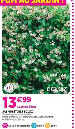 Delbard Ecloz jasmin étoilé ecloz offre