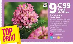 Delbard Escallonia pink elle offre